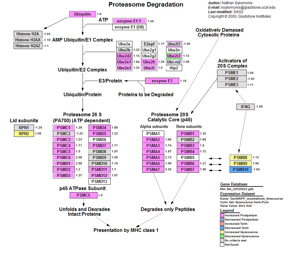 Mm_Proteasome_Degradation_3.jpg